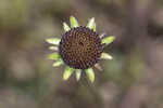 Grassleaf coneflower